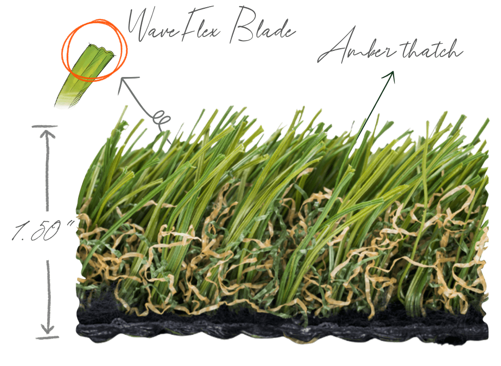 Spring Fescue